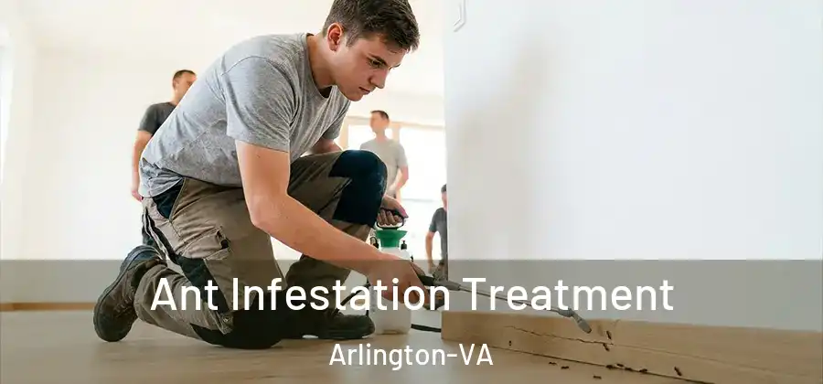  Ant Infestation Treatment Arlington-VA