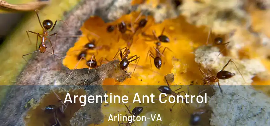  Argentine Ant Control Arlington-VA