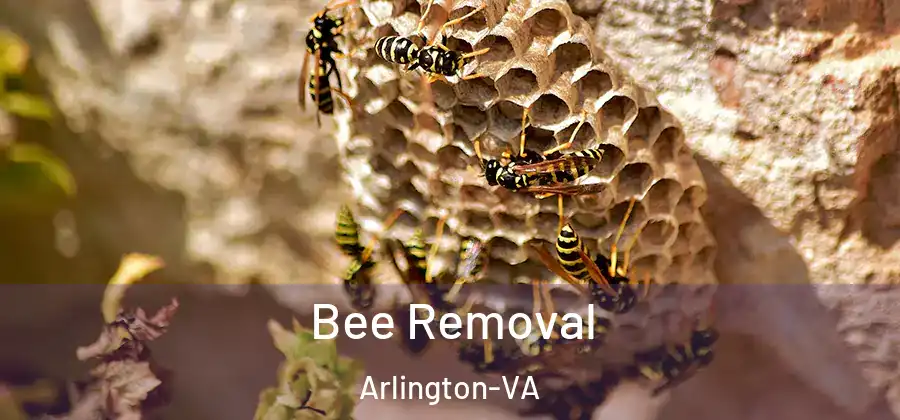  Bee Removal Arlington-VA