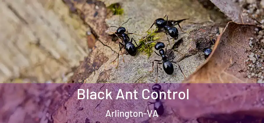  Black Ant Control Arlington-VA