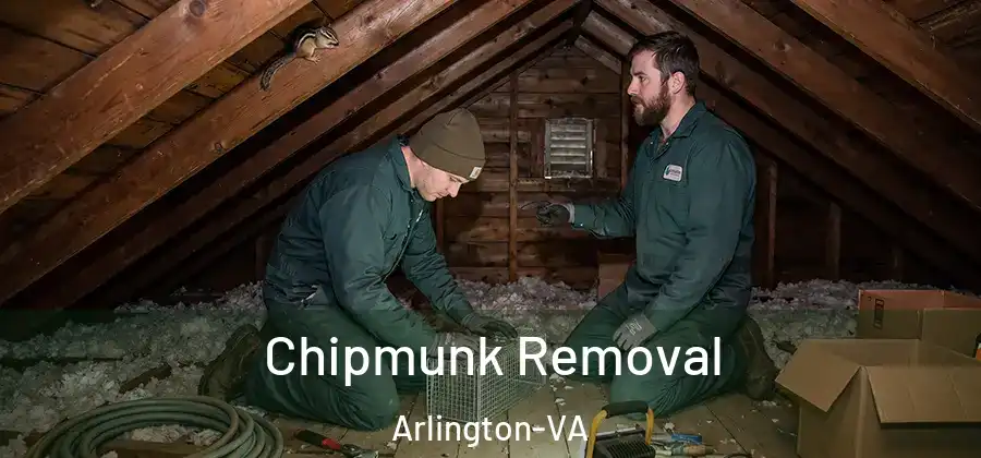  Chipmunk Removal Arlington-VA