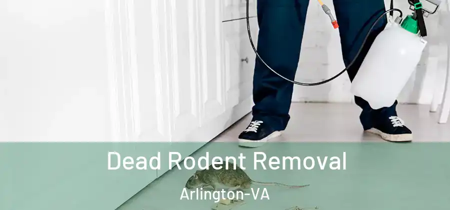  Dead Rodent Removal Arlington-VA