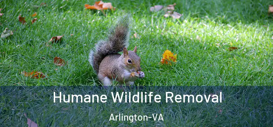  Humane Wildlife Removal Arlington-VA