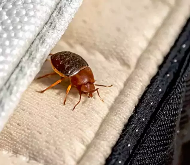 Trusted Bed Bug Prevention Specialists in Arlington, VA
