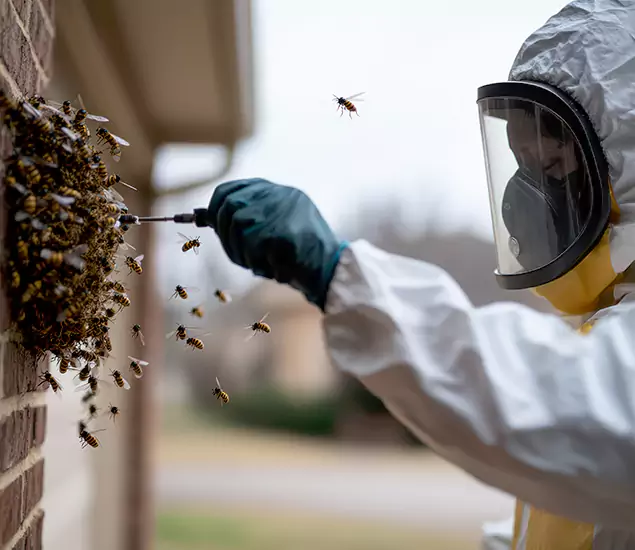 Your Bee Removal Company in Arlington, VA