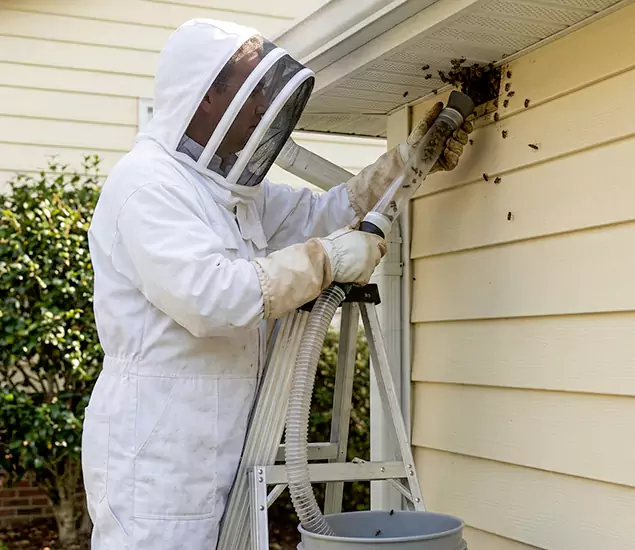 Your Affordable Bee Removal Company in Arlington, VA