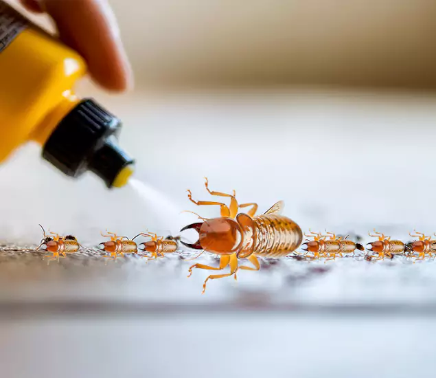 Reliable Bora Care Termite Experts in Arlington, VA