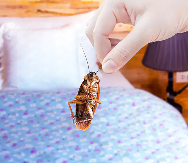 Expert Roach Control Services: Your Cockroach Pest Control in Arlington, VA