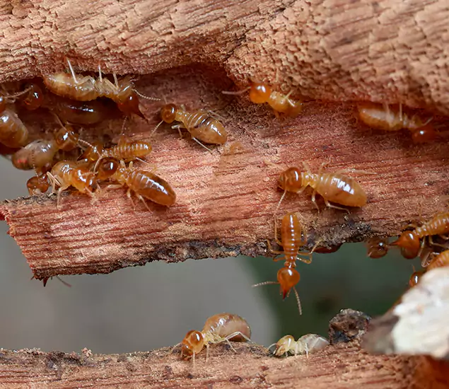 About Our Drywood Termite Treatment Experts in Arlington, VA