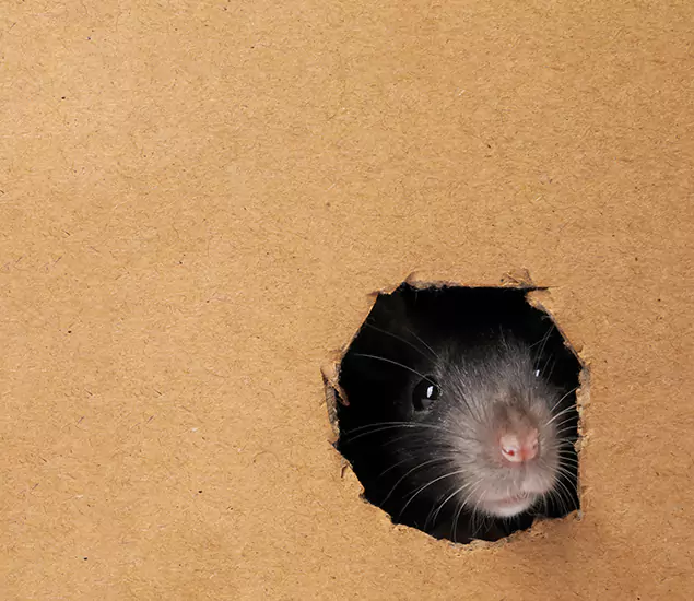 Rats in Attic Removal Experts in Arlington, VA