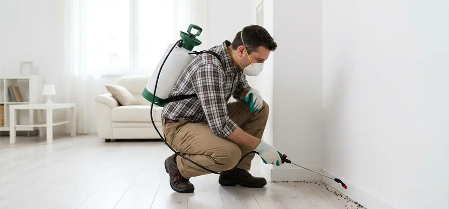 Seasonal Ant Infestation Control in Arlington