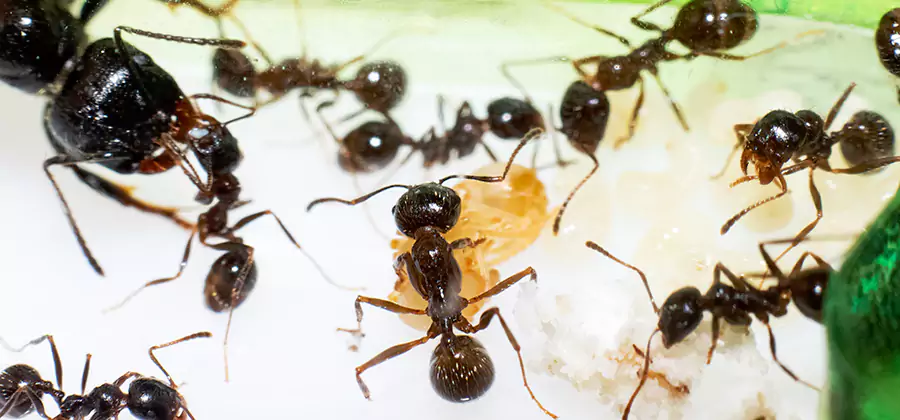 Argentine Ant Barrier Treatment in Arlington