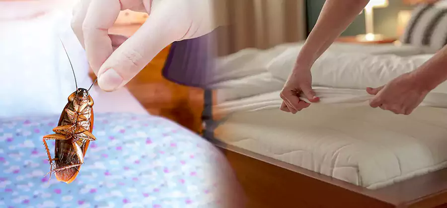 Bed Bug Home Extermination Service in Arlington
