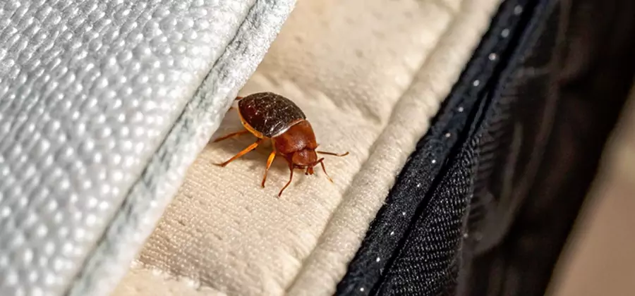 Commercial Bed Bug Control in Arlington