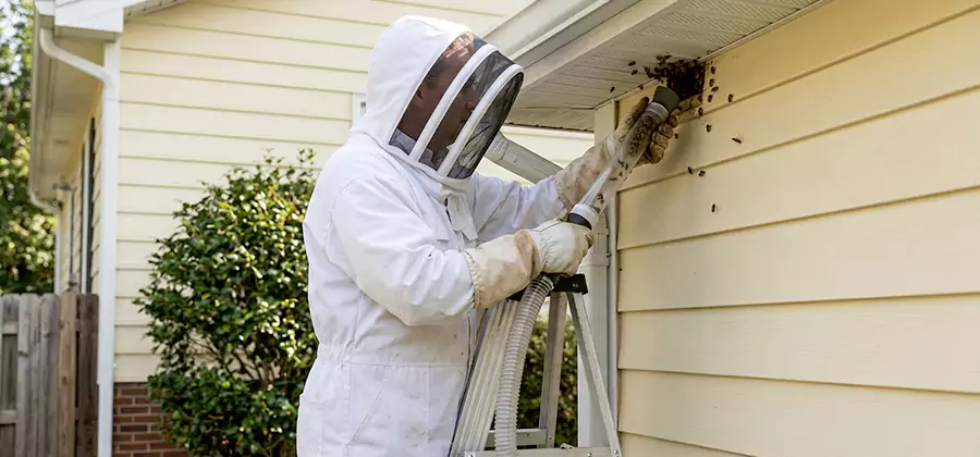 Ground Bee Removal in Arlington
