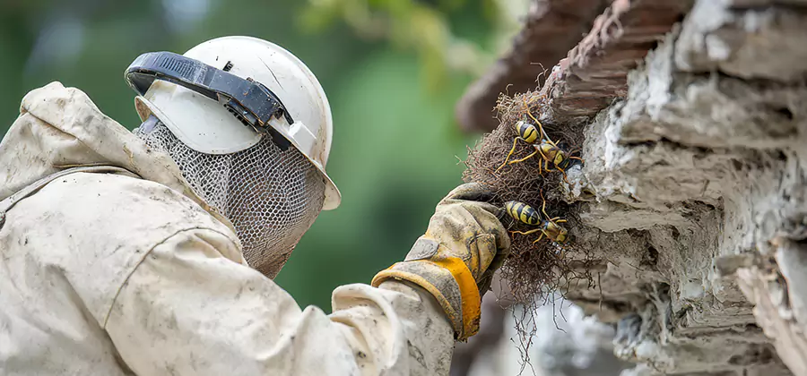 Bee and Wasp Hornet Removal in Arlington