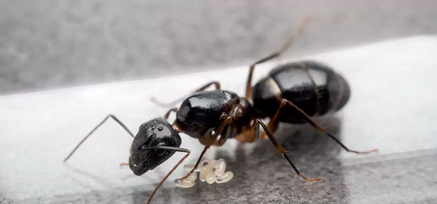 Black Ants in Kitchen Elimination in Arlington