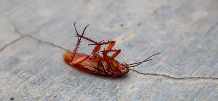 Cockroach Eradication for Commercial Properties in Arlington