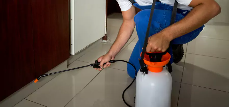 Palmetto Bug Exterminator in Arlington