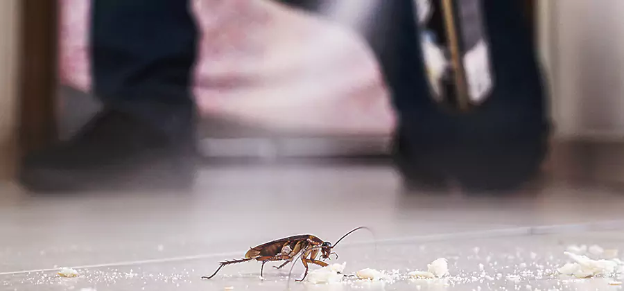 Roach House Treatment Arlington
