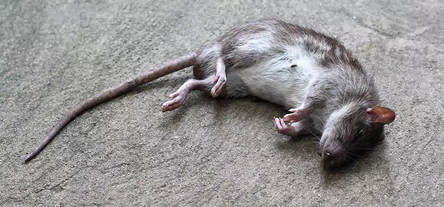 Dead Rat Disposal in Arlington