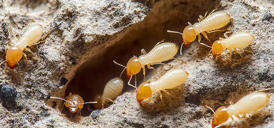 Termite Exterminator Services in Arlington