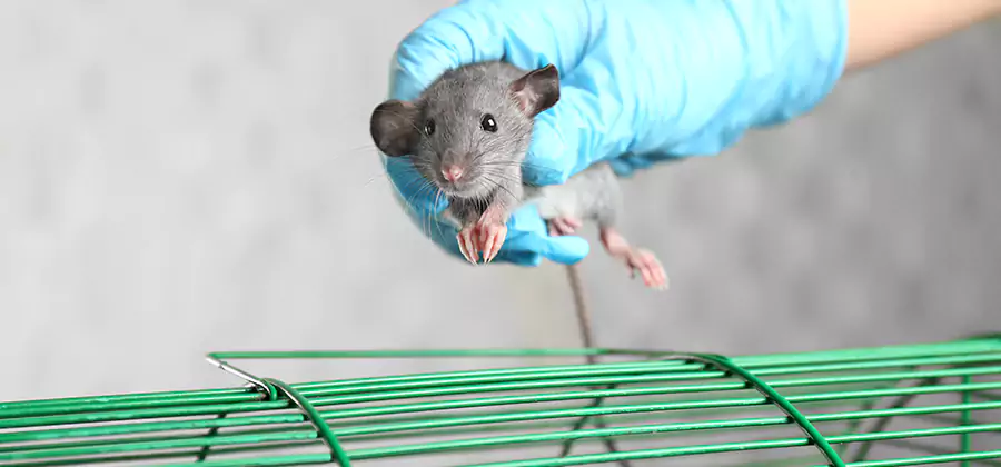 Humane Rat Trapping in Arlington