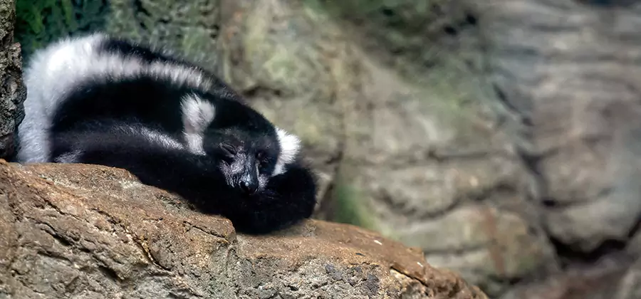 Humane Skunk Removal in Arlington