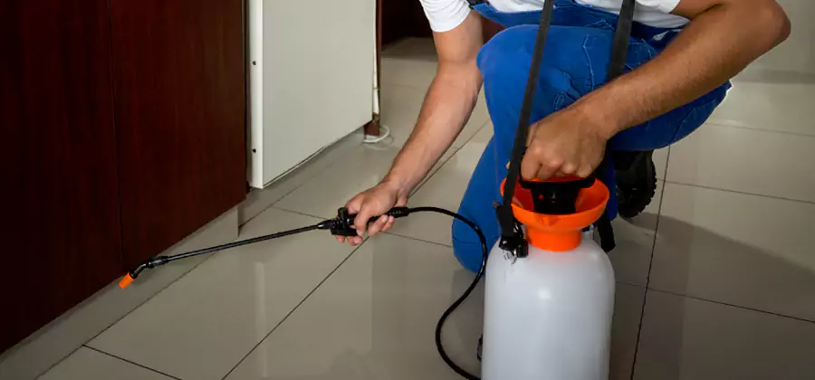 Indoor Insect Killer Solutions in Arlington