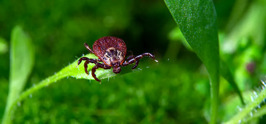 Tick Prevention for Yard in Arlington