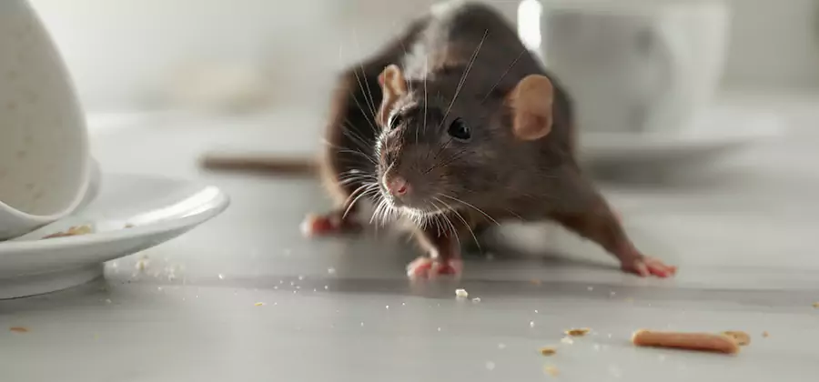 Rodent Feces Removal in Arlington