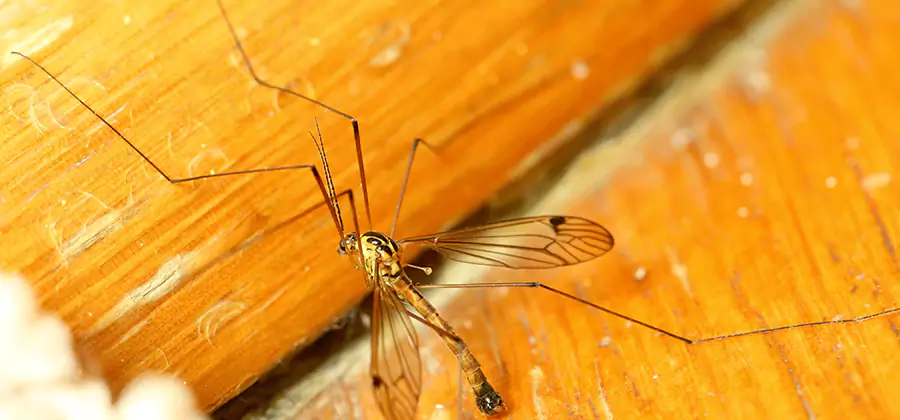 Exterior Mosquito Control in Arlington