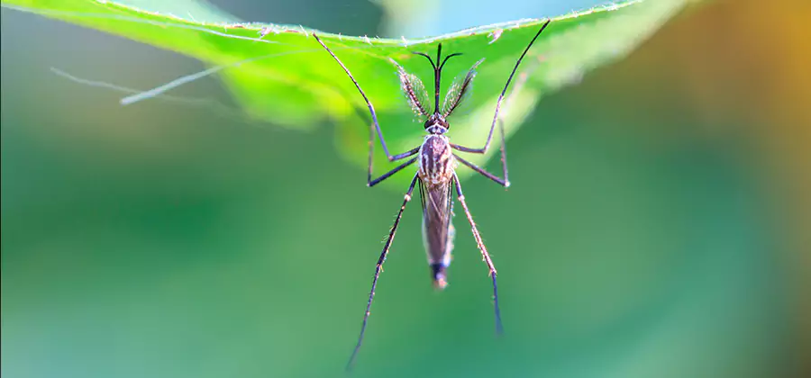 Pest and Mosquito Control for Yard and Patio in Arlington
