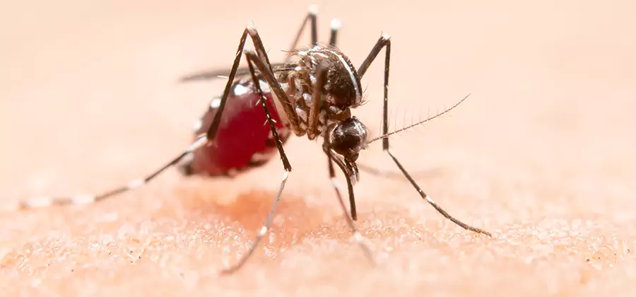 Pond Mosquito Control and Water Treatment in Arlington