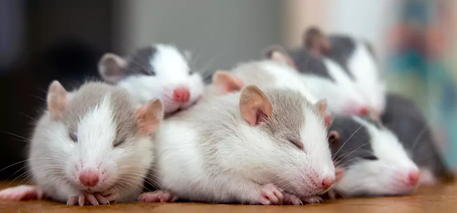 Arlington Pet Safe Mice Control