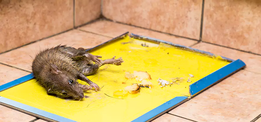 Mouse and Rat Control in Arlington