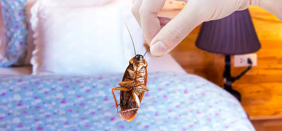 Bed Bug Inspection in Arlington