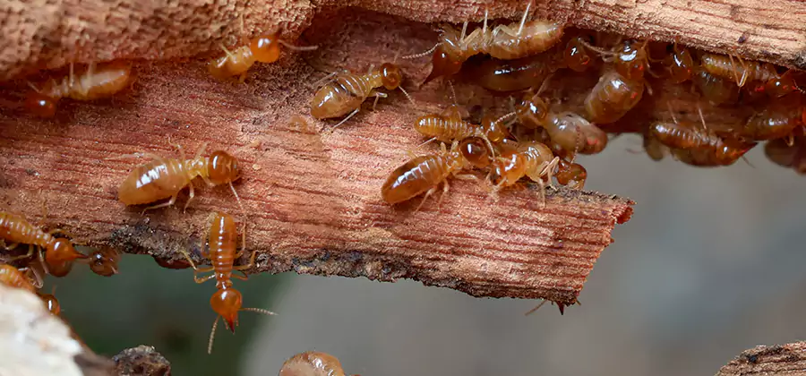 Termite Pest Management in Arlington
