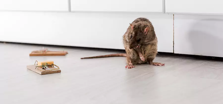 Rat Baiting Removal Service in Arlington