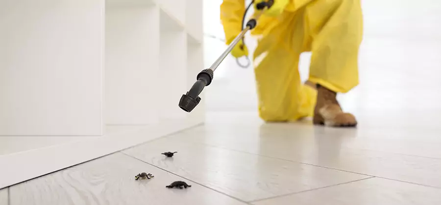 Roach and Bed Bug Exterminator in Arlington