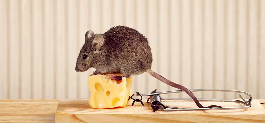 Commercial Rodent Exclusion Services in Arlington