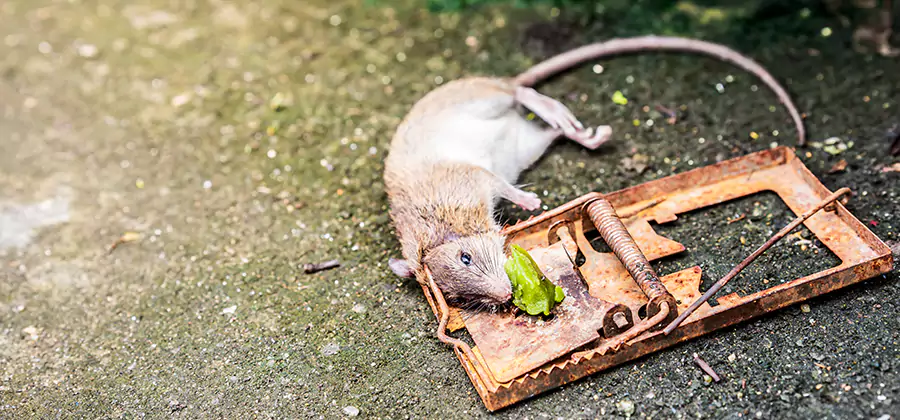 Rat Trapping in Arlington