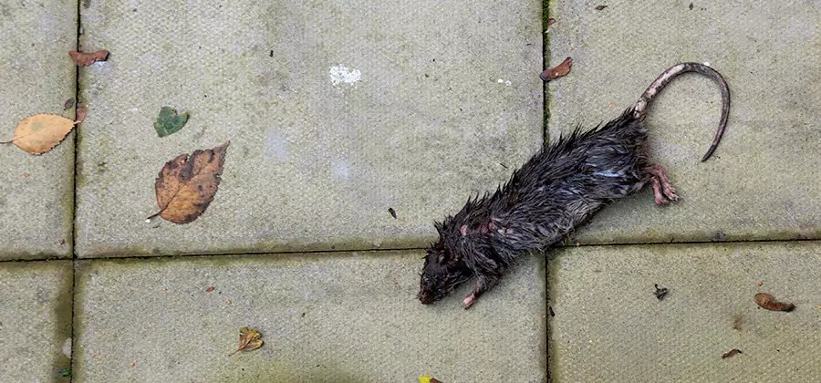 Rodent inspection service in Arlington