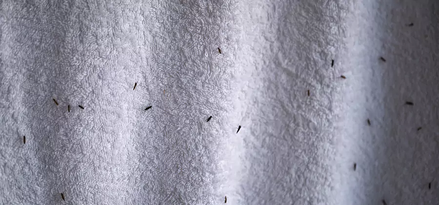 Small Black Ants in Bathroom Treatment in Arlington