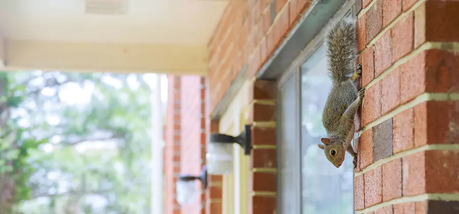 Squirrel Inside Walls Removal in Arlington