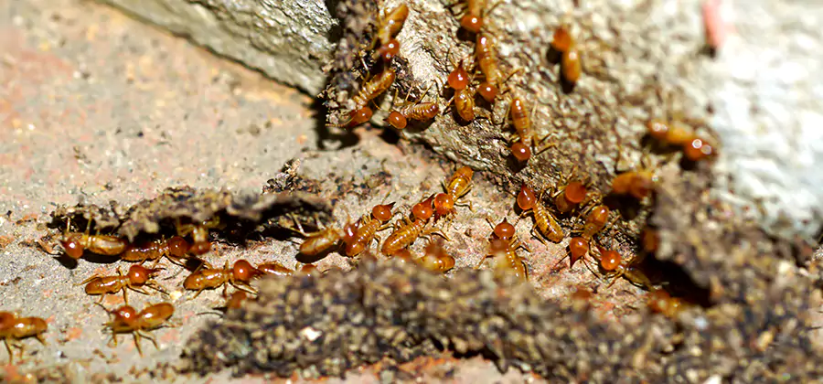 Wood Treatment and Localized Termite Solutions in Arlington