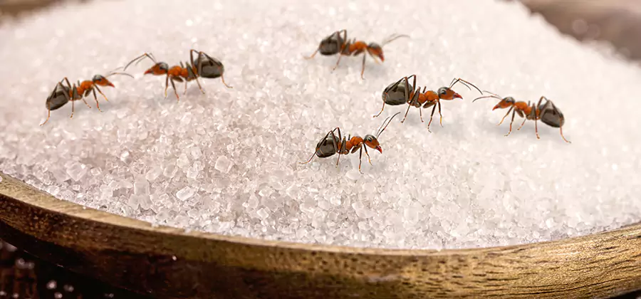 Indoor Sugar Ant Treatment in Arlington