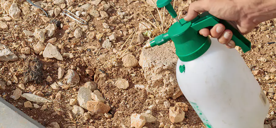 Heat Treatment Termite Cost in Arlington