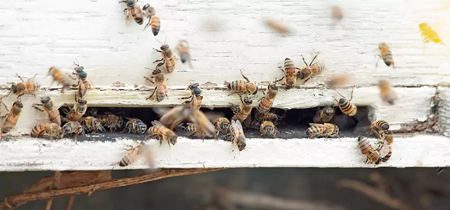 Residential Termite Fumigation in Arlington