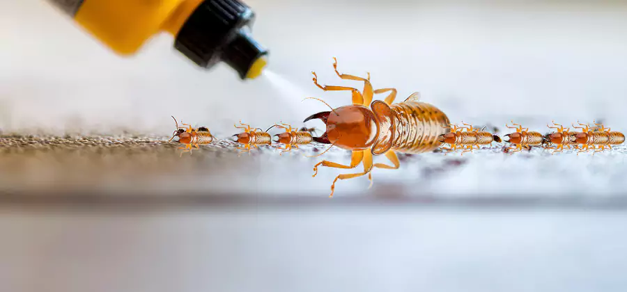 Foundation Termite Spraying Control in Arlington